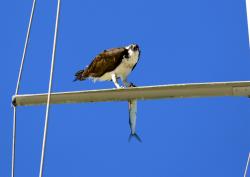 Osprey: There are at least a dozen osprey that live in the marina
